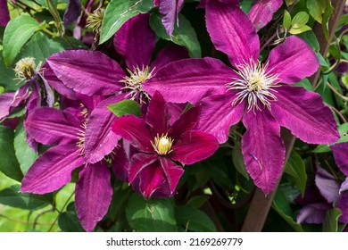 Purple Colored Clematis, Woodland Vine Flowers Grow On A Wooden Arch