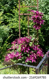 Purple Colored Clematis, Woodland Vine Flowers Grow On A Wooden Arch