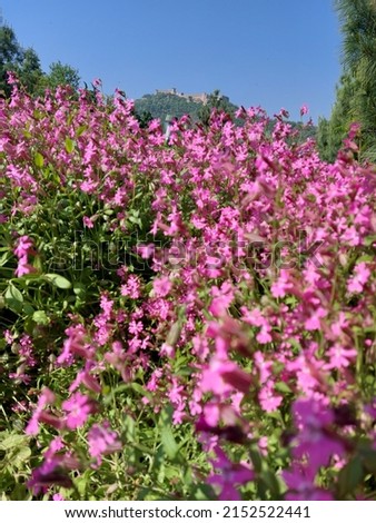 Purple colored flower in Kashmir with Hari parbat fort in the background
