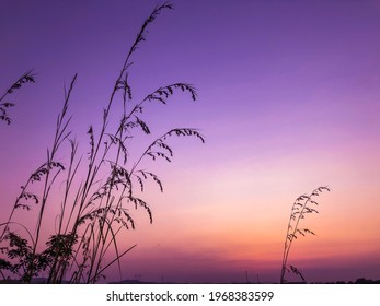 Purple Colored Sunset Sky With Orange Gradation And Tall Grass Silhouette