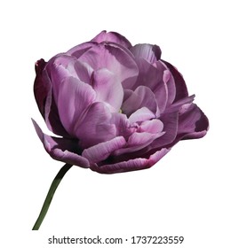 Purple Colored Tulip Flower Isolated on White Background. National Flower of The Netherlands, Turkey and Hungary.