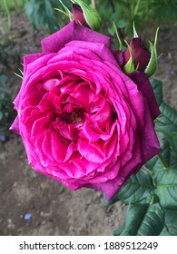 Purple Colour Hybrid Tea Rose Johann Wolfgang Von Goethe Rose Flowers In A Garden In July 2020