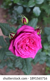 Purple Colour Hybrid Tea Rose Johann Wolfgang Von Goethe Rose Flowers In A Garden In July 2020