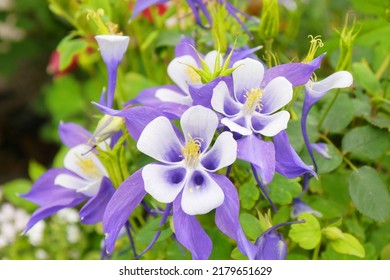 Purple Columbine Flowers (Aquilegia) in the garden. Columbine (Aquilegia spp.) blooms are said to resemble jester's cap. A kind of spring flower and have many colors.