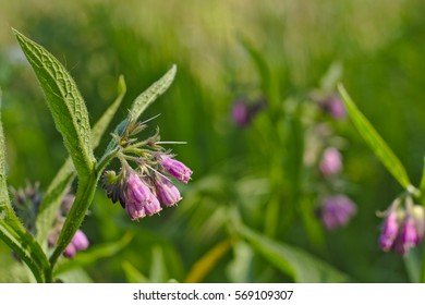 Purple comfrey flowers, selective focus (Symphytum officinale) - Shutterstock ID 569109307