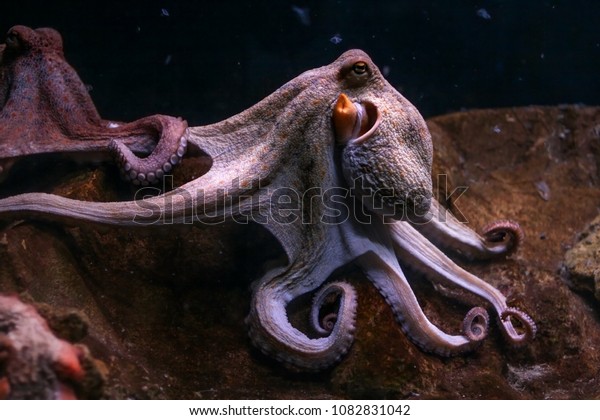 Purple common octopus, tentacles rolled with\
other one in background.