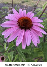 Purple Cone Flower Bloom In Summer