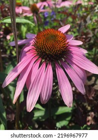 Purple Cone Flower Close Up