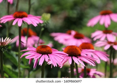 Purple Cone Flower Echinacea Plants.