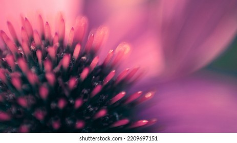 Purple Coneflower Flower Beautiful Macro 