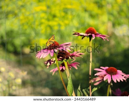 Purple coneflowers, Echinacea purpure, and a small tortoiseshell butterfly drinking nectae, sunny day in a garden, copy space