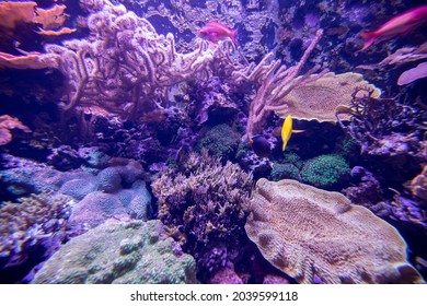 Purple Coral Reef In Aquarium Close Up.