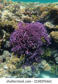 Purple Coral Reef - Red Sea