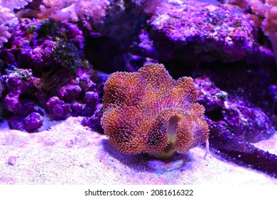 Purple Coral Reef In Water