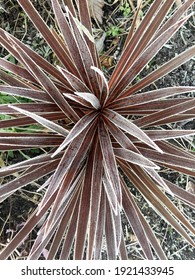 Purple Cordyline australis plant in winter freeze with hoarfrost edging the spiky leaves.