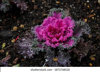 Purple core wild cabbage with rain drops - Shutterstock ID 1872768520