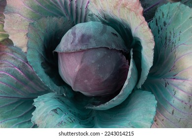 Purple core wild cabbage texture, unusual floral background - Shutterstock ID 2243014215