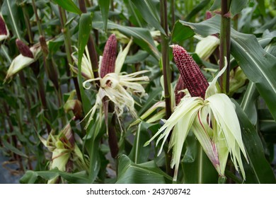 Purple Corn