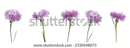 Purple cornflower buds on a white isolated background