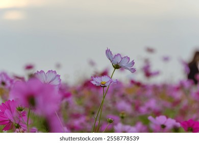 Purple cosmos flowers blooming in a soft, dreamy field - Powered by Shutterstock