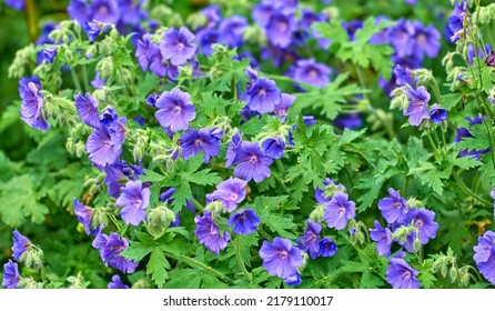 Purple Cranesbill flowers in a garden. Various geraniums or perennial flowering plants growing in a green park or backyard. Colorful gardening blossoms with leaves for outdoor landscaping - Shutterstock ID 2179110017