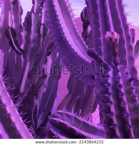 Purple creative Cactus Minimal floral botanical aesthetic. Very pery colours trendy nature wallpaper