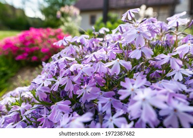 Purple creeping phlox. Blooming phlox  in spring garden, close up. Rockery with small pretty violet phlox flowers, nature background.