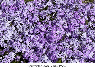 Purple creeping phlox. Blooming phlox in spring garden, top view close up. Rockery with small pretty violet phlox flowers, perfect for nature background. - Powered by Shutterstock
