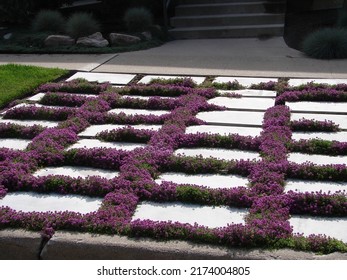 purple creeping thyme growing in between stepping stones, xeriscape patio