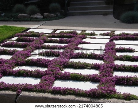 purple creeping thyme growing in between stepping stones, xeriscape patio