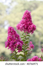 Purple Crepe Myrtle blossoms in the summer against a green background
