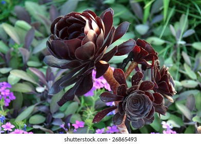 Purple Crest Aeonium (Orpine Family)