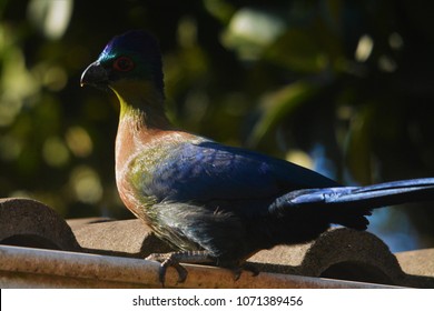 Purple Crested Turaco