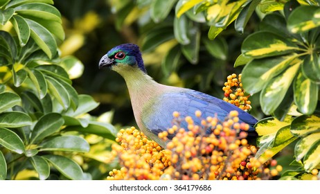 Purple Crested Turaco