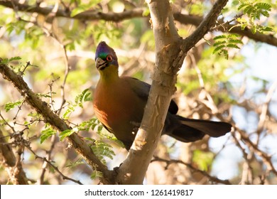 Purple Crested Turaco, Bird, In Green Tree In South Africa