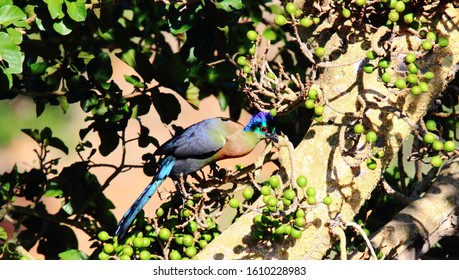 Purple Crested Turaco Eating Wild Figs