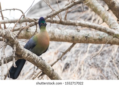 Purple Crested  Turaco Perched On A Branch