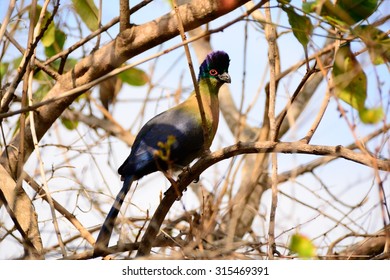 Purple Crested Turaco Perched On A Branch