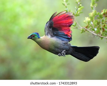 A Purple Crested Turaco Shows Off Brilliant Colours In Flight