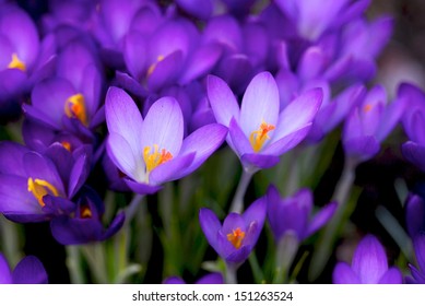 Purple Crocus