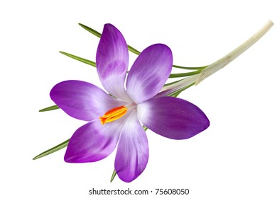 Purple Crocus Flower Isolated On White