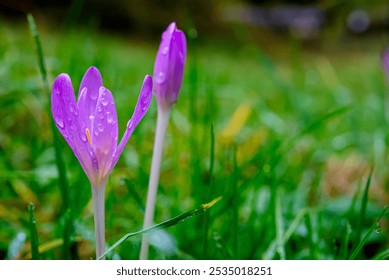 Purple Crocus flower known as false saffron with water drops on the petals in a blurry green meadow - Powered by Shutterstock