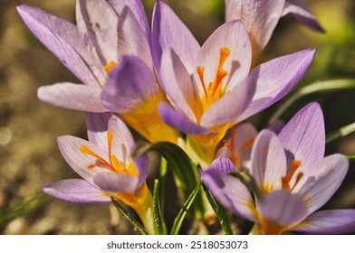 Purple crocus flowers bloom in spring on a meadow in the grass - Powered by Shutterstock