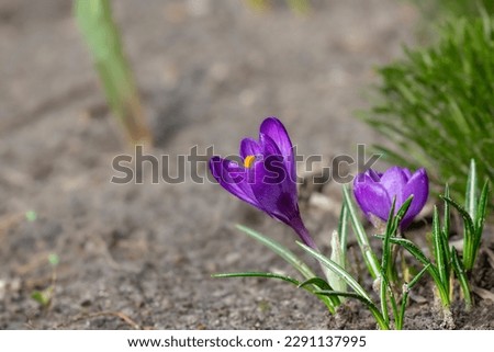 Purple crocus flowers in a flower bed.The first spring flowers in the garden.Spring awakening.