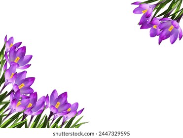 Purple crocus flowers and leaves in a spring corner arrangements isolated on white background