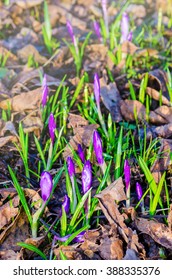 Purple crocus flowers in morning - Shutterstock ID 388335376