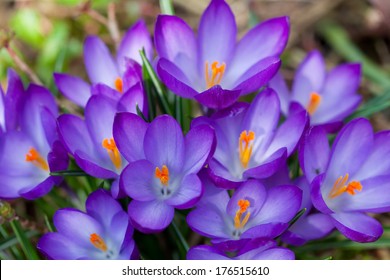 lot of purple crocus flowers in spring  - Powered by Shutterstock