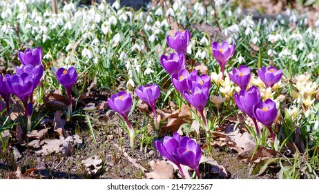 Purple crocus flowers in spring. In early spring the first flowers bloomed in the garden. Glade of blooming crocuses. - Powered by Shutterstock