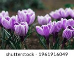 Purple Crocus Flowers in Spring. High quality photo