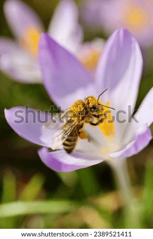 Purple Crocus with Honey Bee on a Sunny Spring Day